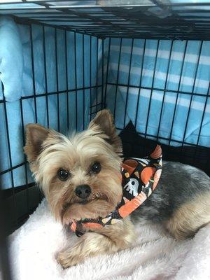 Molly right after her grooming appointment with Jennifer!