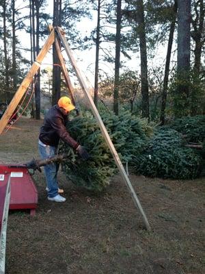 Shaking out a tree