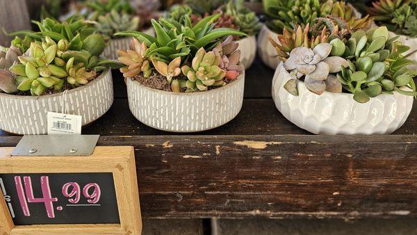 succulent arrangements