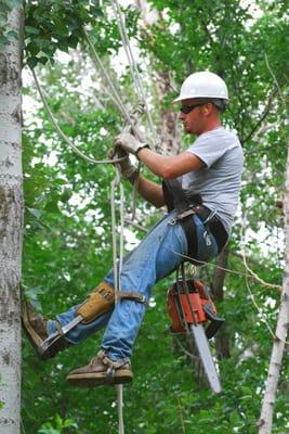 Expert Tree Climbers and Cutters