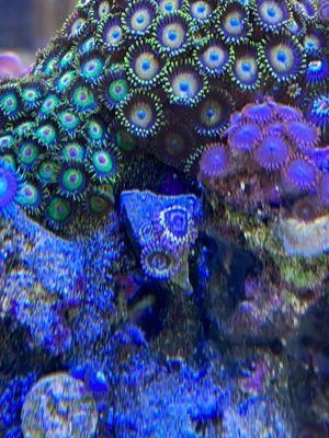 Zoas