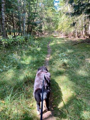 Adventure awaits with our enrichment-based Dog Walks!