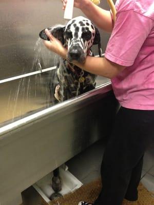 Poor Brando, he hates getting bathed!