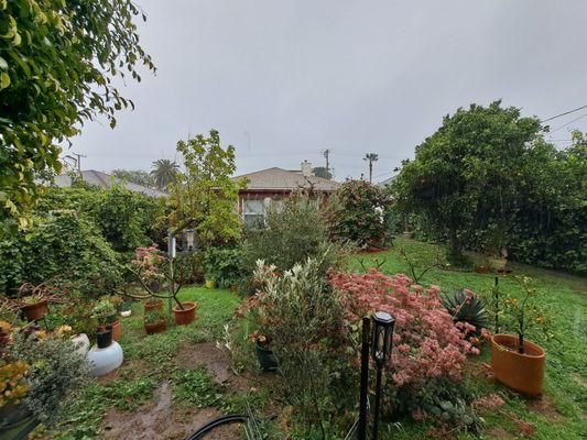 This is my garden. It's currently very wet from all the rain.