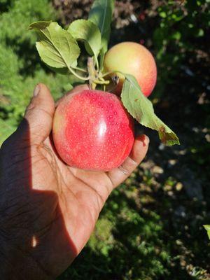 Gala Apples