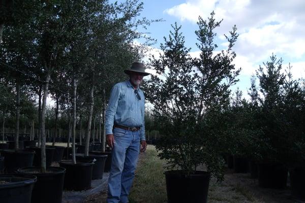 Yaupon Holly - Evergreen tree to 20' has beautiful red berries during fall and winter months.