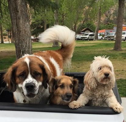 The poster children for North Fork Treasures.  All rescue dogs.