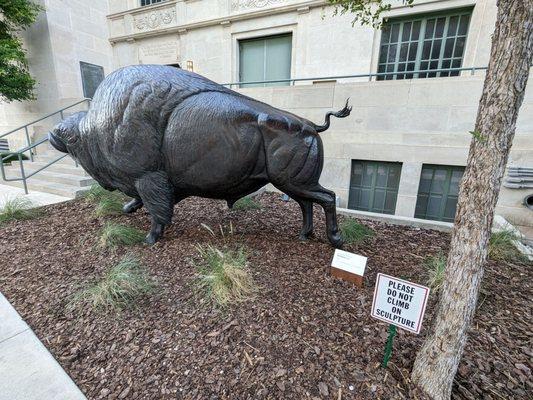 Bull Bison. Don't climb on it!