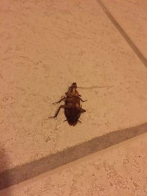 Water bug or roach? Found two of these bad boys! Yuck!