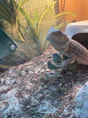 Our beardie Yoshi! Scales and Tails saved her life w/good info. Good bugs = happy lizard!