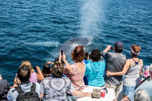 Whales viewed on whale watching cruise out of Newport