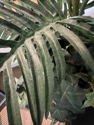 Filth on fake plant on tabletop at time of check in.