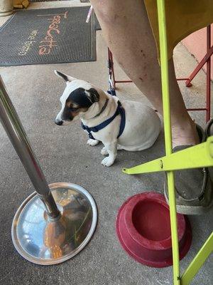 Pup friendly patio