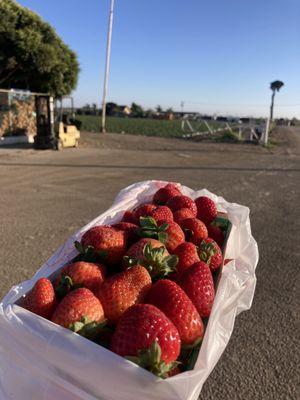 Basket of strawberries for $12!