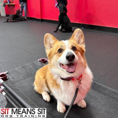 Wheaty the Corgi joins Winston and Junie for distraction training