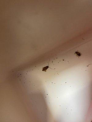 Nightstand roaches one dead and the other walking