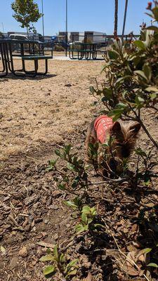 Our Cocoa girl loves the dog park!!