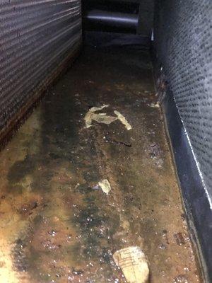 Attic A-Coil showing water damage