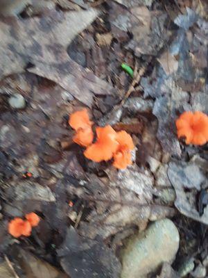 Don't step on the orange fungi