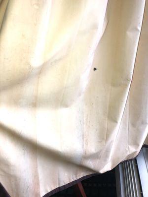 Dirty curtain covered in stains and a friend. I felt sorry for the spider