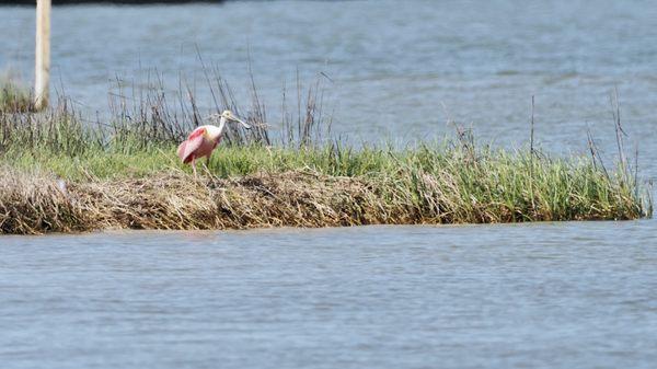 Birding at the beach