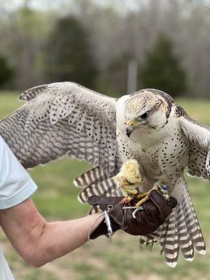 Wing Blade Falconry