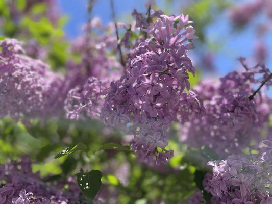 Incredible lilacs in the front of the bakery.