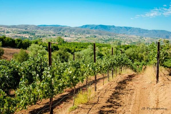 Vineyard - Syrah on Vines