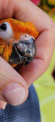 Showing injury to the right side of the beak