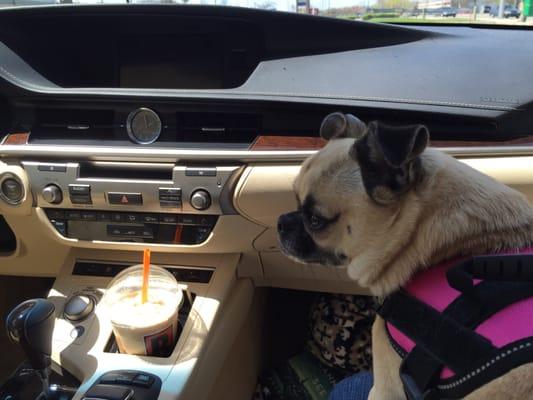 Gassing up for the remainder of the trip.  Biggby coffee-check. Cuddle dog-check check