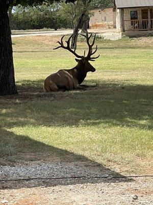 Elk relaxing in the shade.