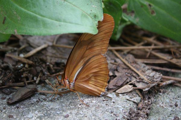 Butterfly garden 8/13/22