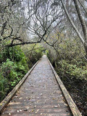 Rockaway Big Tree trail