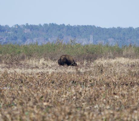 Bison