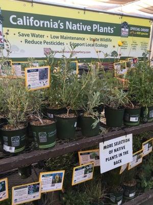 Native plant section.