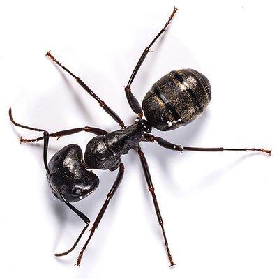 carpenter ants pest control at A&C pest management