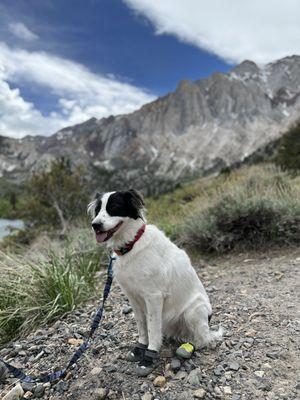 Puppy hiking in new shoes!