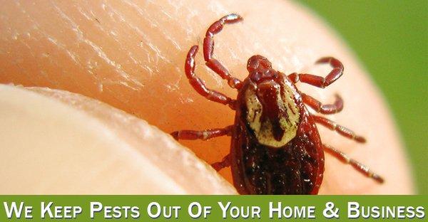 Flea Control & Tick Control Houston TX