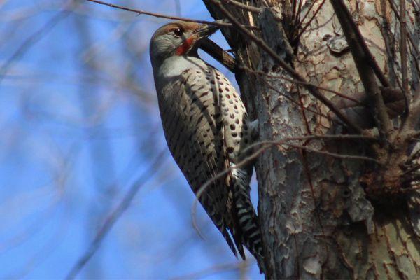 Resident wood pecker