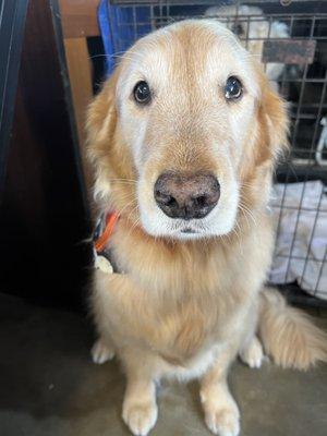 This beauty after a nice bath with de-shedding shampoo and brushing ! So cute !