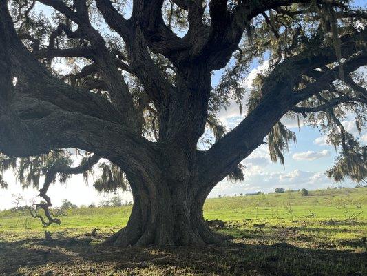 Beautiful live oak tree on property sold by me.