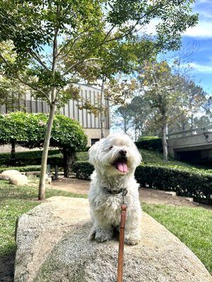 Ishee enjoying the small dog park