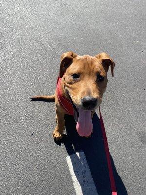 Happy pup after playing with his puppy friends