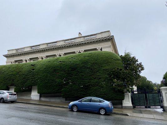 01.02.21 Danielle Steel's enormous hedge outside of Spreckels Mansion in Pacific Heights