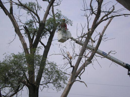 TLC Tree Removal Inc