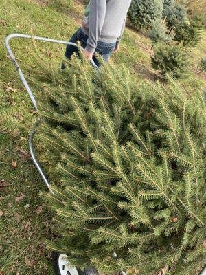 Dealker's Farm Christmas Trees