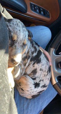 Catahoula Leopard