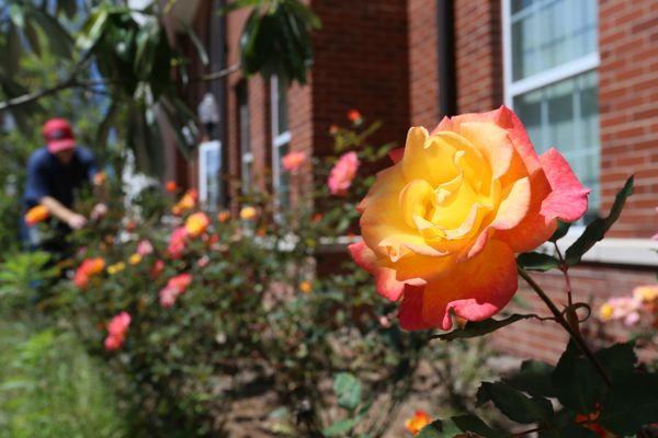 Roses in bloom by Bonin Hall residence.