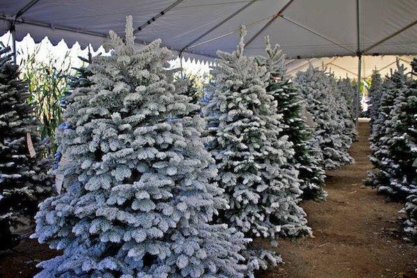 We custom flock Christmas trees to the customers liking. We also have flocked trees dry and ready for pickup on our lot.