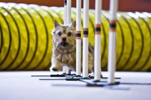 Canine gym.